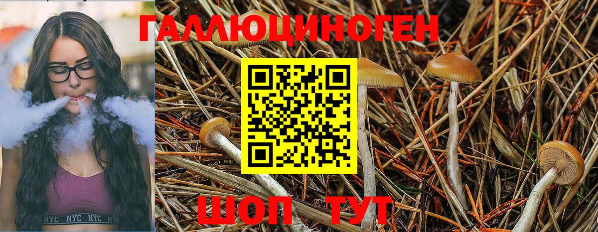 Псилоцибиновые грибы Psilocybe Набережные Челны